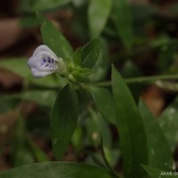 Rungia pectinata (L.) Nees